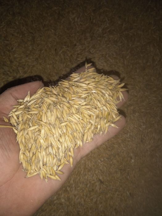 Owies sprzedam zbiór 2025