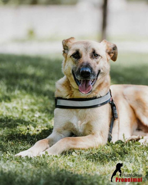 PAULO - Cãozinho para Adoção