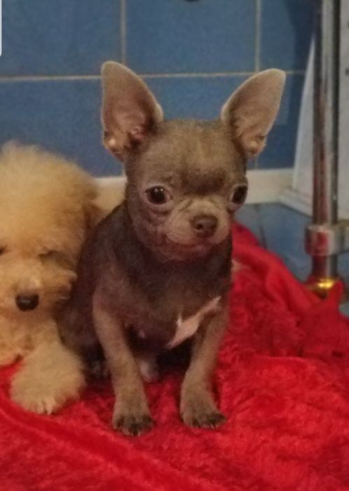 ВЯЗКА!Кобель 1,5 кг чихуахуа мальчик