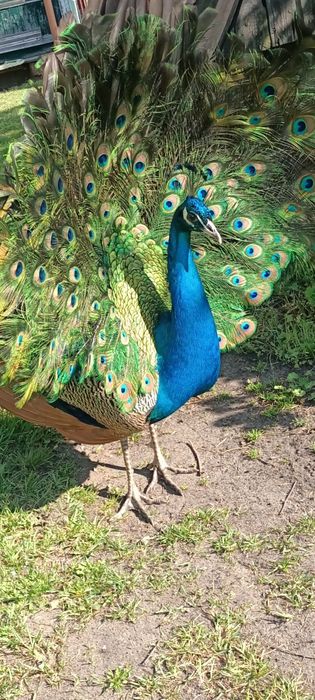 Pawie Jaja - Jajka Lęgowe