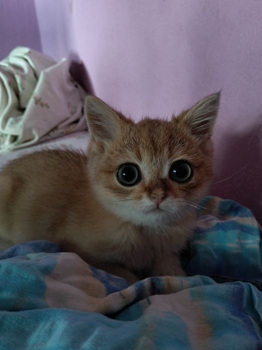 Кошеня Золота Шиншилла