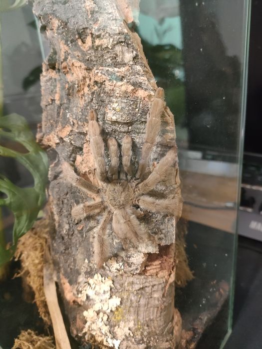 Psalmopeus Cambridgei + terrarium