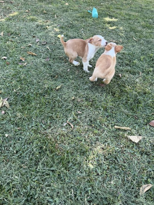 Cachorros podengo para adoçao