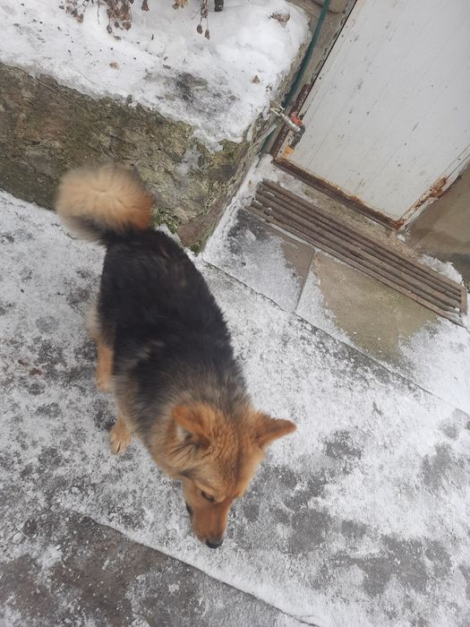 Відам в добрі руки собаку кличка Фіма