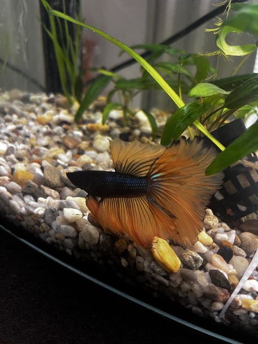 Super piękny samiec bojownika