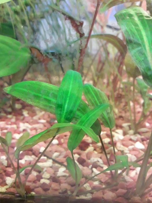 Людвигия + Анубиас