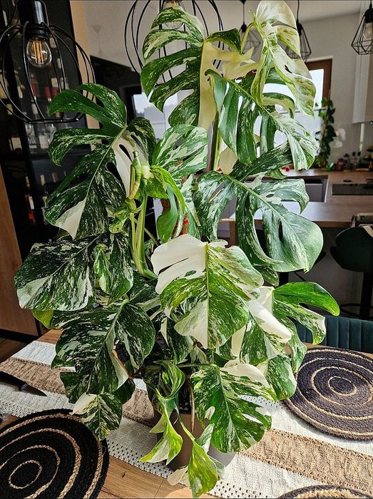 Monstera variegata pędówki kwiaty domowe