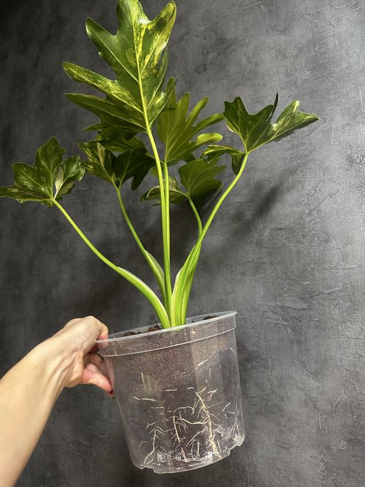 Філодендрон Selloum variegated