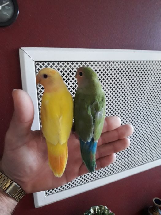 Agapornis criados a mão.