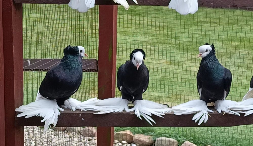 Mnichy Południowoniemieckie Łapciate czarne/czerwine 40sztuk 

Nadwyżk