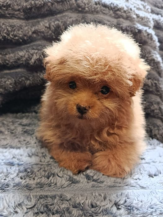 Щенок померанского шпица