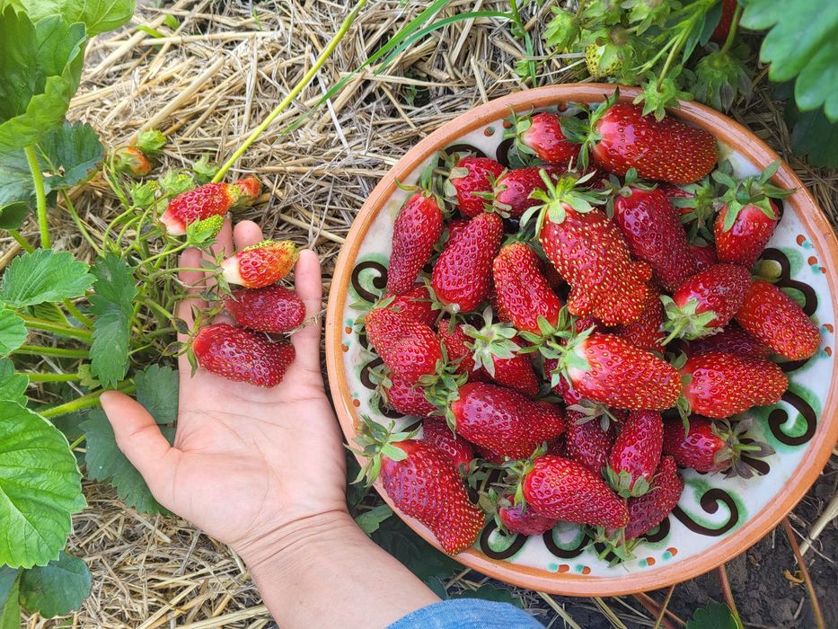 Саджанці земклуніки Купчихи  Азія  Чорний Принц