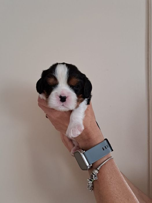 Cavalier King Charles Spaniel