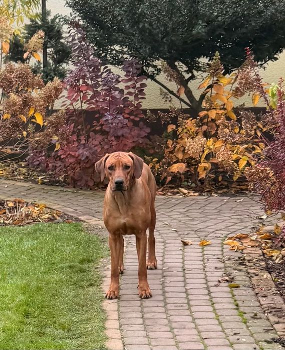 Rhodesian Ridgeback Likwidacja Hodowli suczka z elitarnym pochodzenie