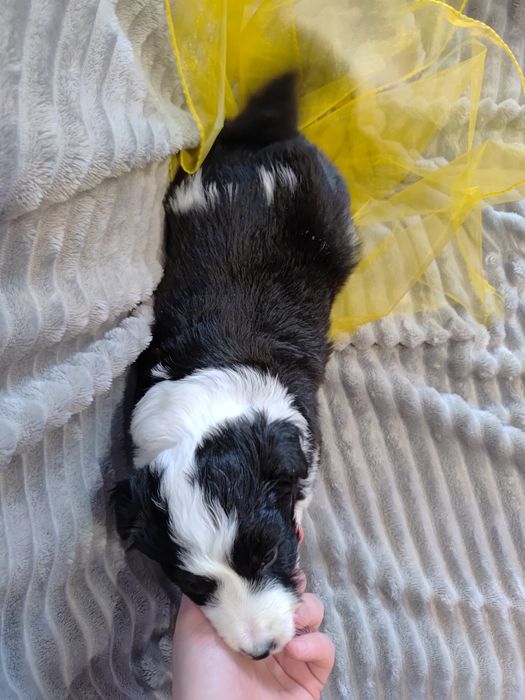 Border collie || szczeniaki — sunia || Kyra Promise