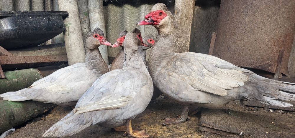 Инкубационное яйцо индоутки тяжелой немецкой линии (серебро)