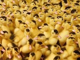 Птиця каченята курчата гуси кури