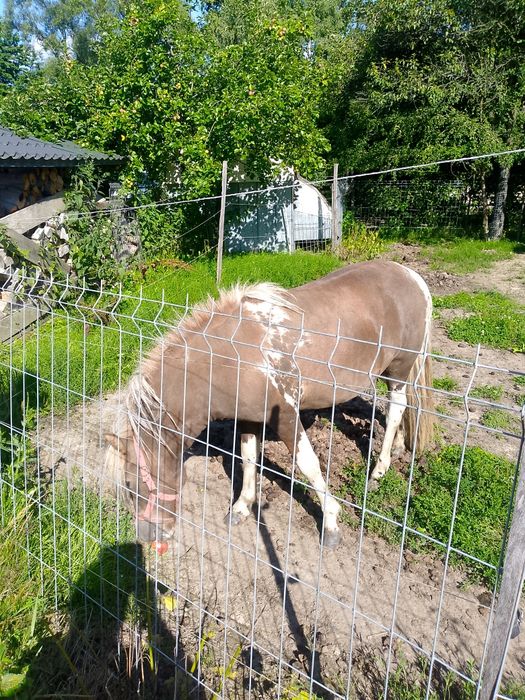 Sprzedam konia kucyka Szerlandzkiego