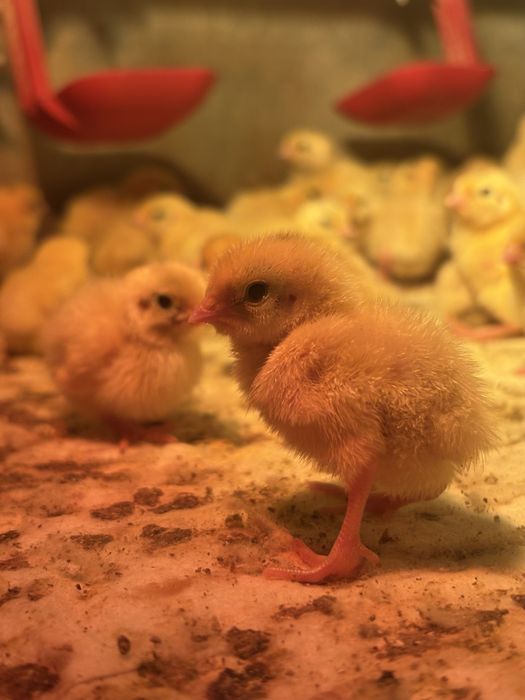 Добові перепели Техасці (білий бройлер). Доставка по області