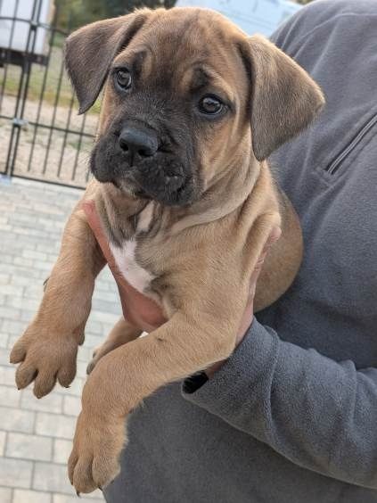 Szczeniak Cane Corso italiano