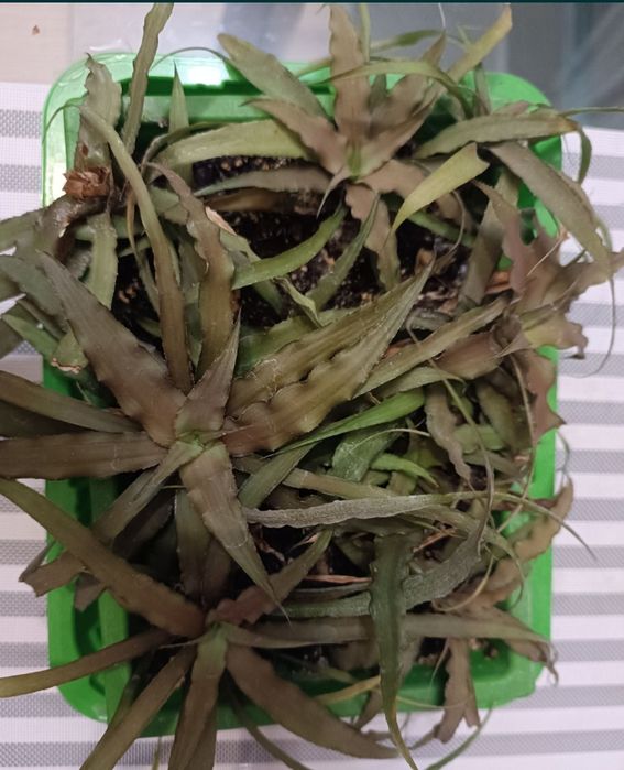 Криптантус бромелиевые