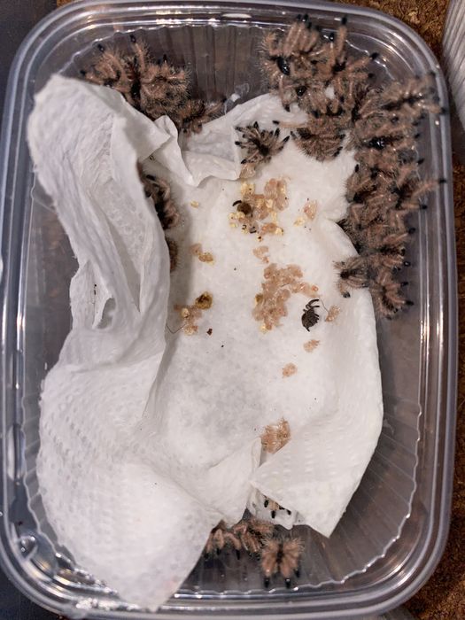 Ptasznik/Ptaszniki duża oferta Kraków/Rzeszów/Lublin