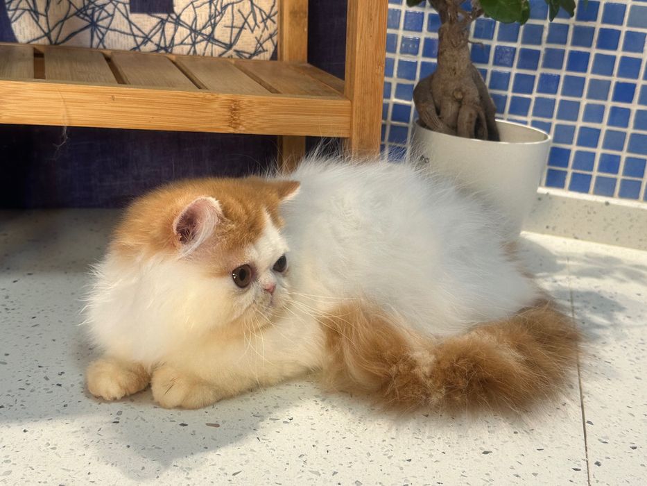 Gatinho Persa Van Vermelho