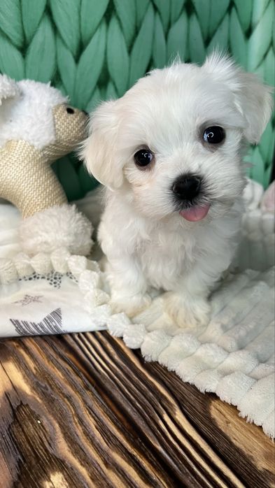 готові до бронювання цуценята мальтезе