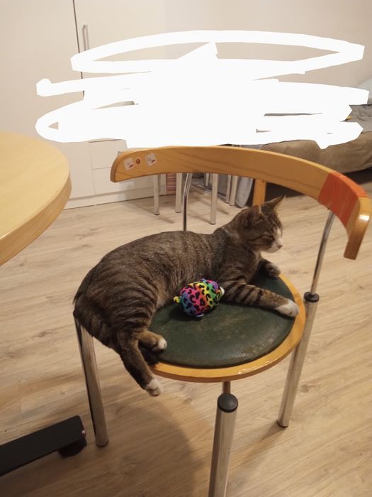 Zaginął kot  Podkowa Leśna. Nadarzyn i okolice.