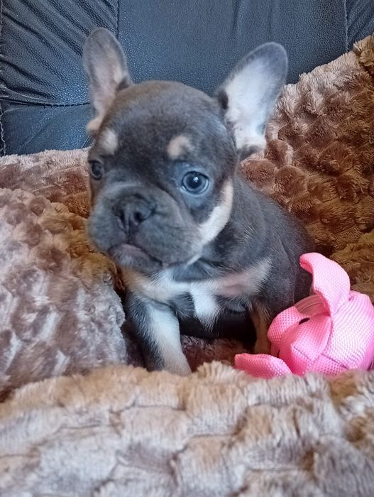 Buldog francês blue tan