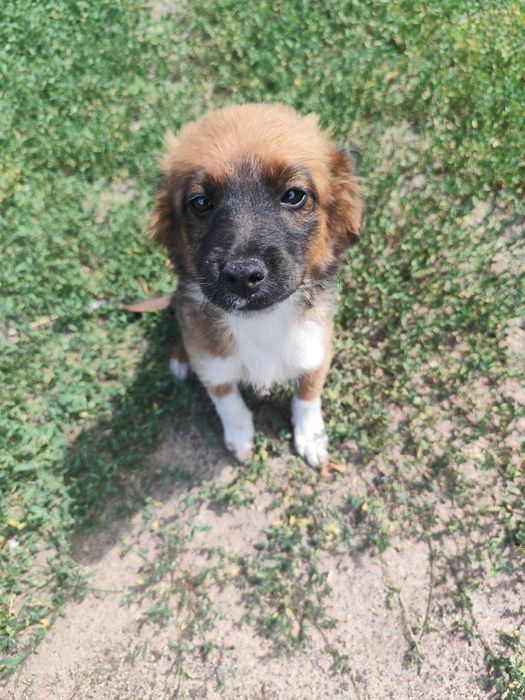 2suczki  do odania za darmo