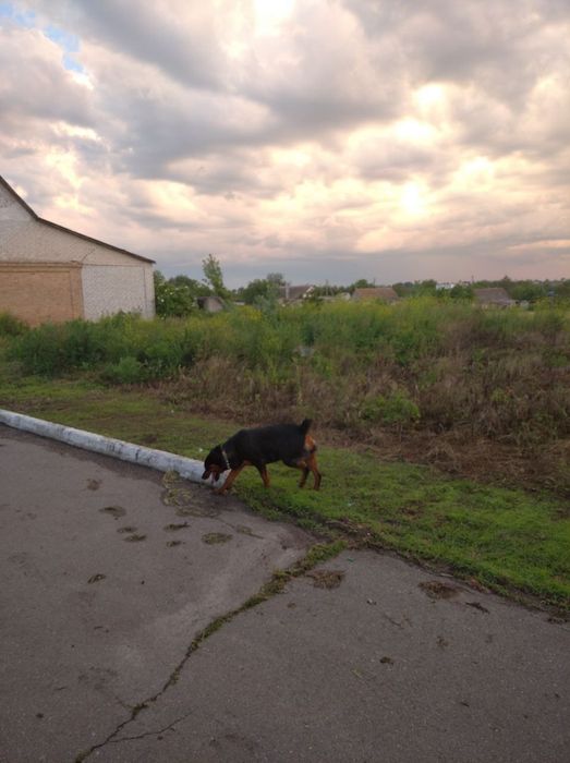 Дворище ! Будинок ! - НеДобудова !