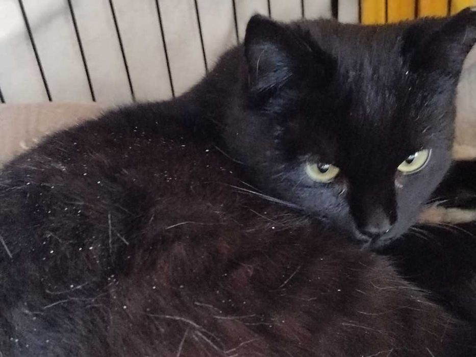 Piękna młodziutka czarna koteczka do adopcji