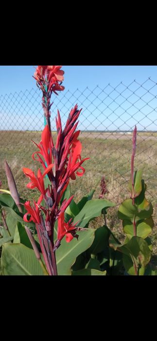 Продам гарні Канни!!!