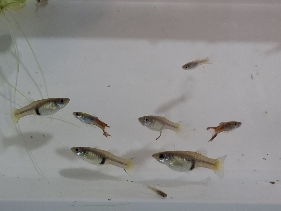 6,00€ 8 guppys 2 machos 4 fêmeas 2 filhotes