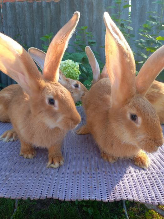 Продам кроликов породы Ризен Голд