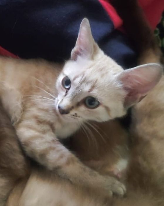 Отдам котейку в добрые руки