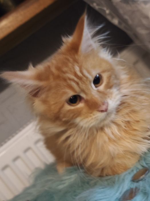 Dziewczynka Maine Coon
