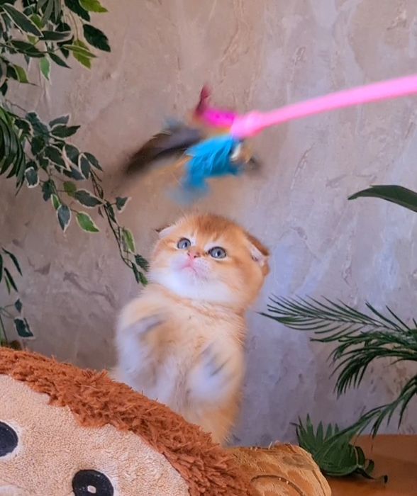 Красатуля наш станет вашим