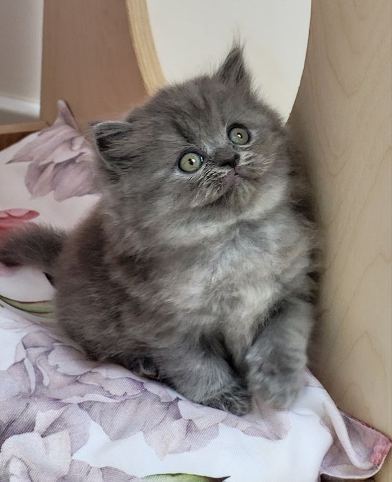 Koteczka szkocka prostoucha długowłosa WCF