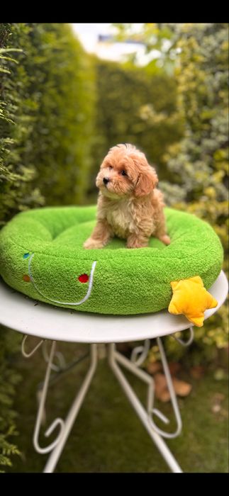 Pieknie umaszczone maleńkie maltipoo