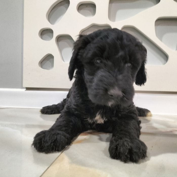 Goldendoodle.sunia .czarna