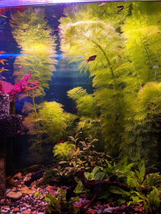 Амбулія королівська,акваріумні рослини