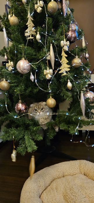 В'язка молодого шотландського кота