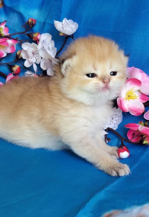 Ручные милашки, котята золотая шиншилла