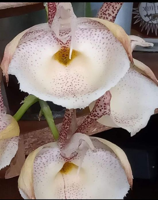 орхідея катасетум Catasetum pileatum 'Red Pena