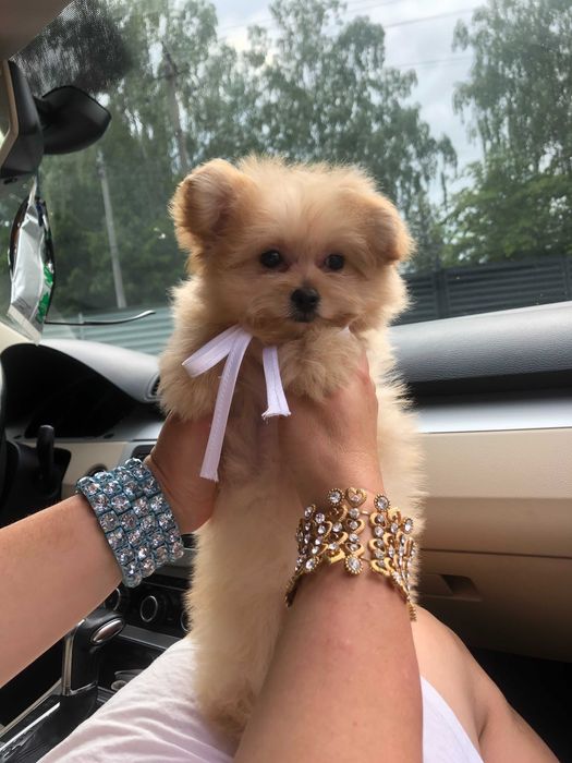 Помапу — Гарантовано закохаєтесь з першого погляду