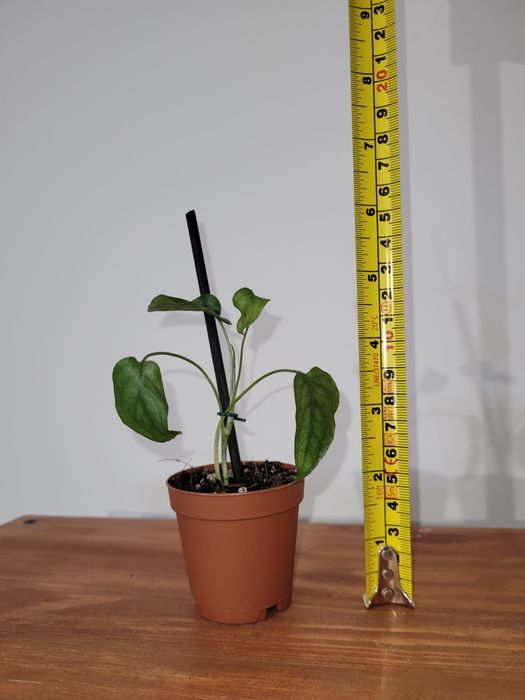 Monstera Siltepecana sadzonka