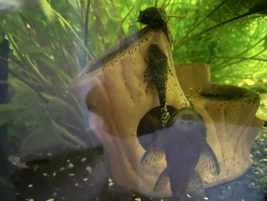 Rosliny Krewetki czerwone,  molinezja , glonojad