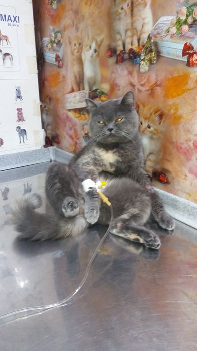 Акция!Стерилезация кошки кастрация кота Ветеринар на дом